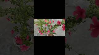 పూజ కోసం పూలను కొనకండిhow to grow Hibiscus plant fertilizer youtubeshorts garden flowers how [upl. by Tim]