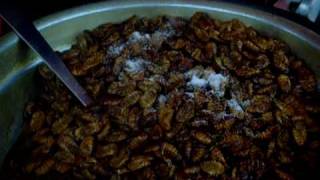 KOREA Food 번데기 Beondegi steamed silkworm chrysalis [upl. by Katzir]