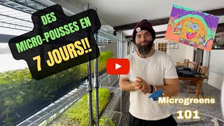 Comment faire pousser des micropousses en 7 jours de A à Z [upl. by Eimmak944]