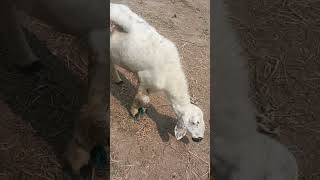 Sheep ki Awazsheep farming in pakistanshortvideo sheeps funny shorts [upl. by Enneiviv994]