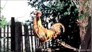 Pavlovsky rooster Cochinchin breeds of chickens 2014 Поют петухи разных пород [upl. by Aihsinyt]