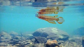 Breeding display of Striped Killifish Aplocheilus lineatus in the wild  HD [upl. by Pratte]