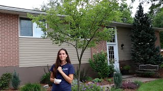 Top Native Trees for Urban Yards Smooth Serviceberry [upl. by Amsirak]