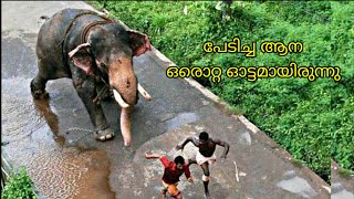 ആനപ്പുറത്തിരുന്ന പാപ്പാനെ കുലുക്കി താഴെയിട്ട ആന ഓടിപോയി  Kalakuthan kannan attack  Sree 4 elephant [upl. by Anoirb]