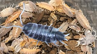 Porcellionides pruinosus Isopod Morphs [upl. by Wu537]