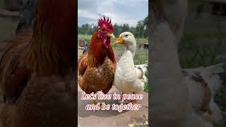 CHICKEN AND GOOSE LIVE IN PEACEquotquotquot [upl. by Shear142]