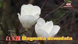 4K 白玉蘭 Magnolia denudata陽明山平菁街4K Ultra HD [upl. by Ayotol645]