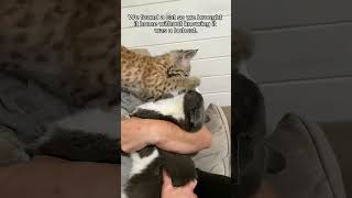 This man rescued a lost motherless baby bobcat and brought it home to raise animalshorts [upl. by Derfliw]