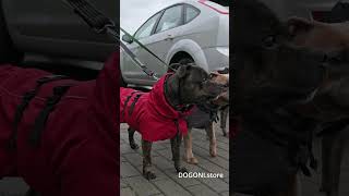 Staffies in DOGONI wear [upl. by Ael]