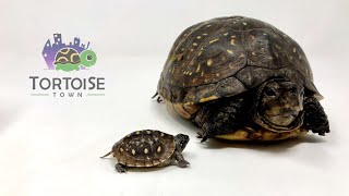 Hatchling Care  Three Toed Box Turtle [upl. by Isnam]