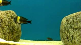 Tropheus duboisi maswa wild 26052011wmv [upl. by Erret]