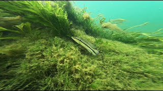 Exploring a reservoir habitat in Brazil [upl. by Marne]