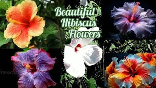 22 Different beautiful Hibiscus Flowers  Tropical Hibiscus Flower flowers beautiful [upl. by Liatrice601]