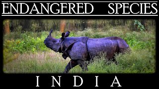 Endangered Species in India [upl. by Retnyw]