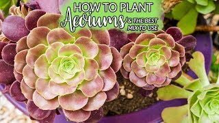 Planting Aeoniums How To Do It amp The Best Mix to Use  Joy Us Garden [upl. by Obeng290]