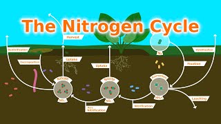 Understanding Our Soil The Nitrogen Cycle Fixers and Fertilizer [upl. by Dotty]