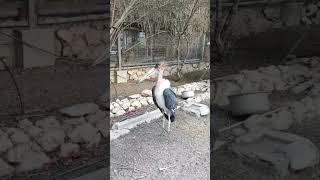 Marabou stork marabou bird storkbird largest scavenger shortvideo [upl. by Restivo977]