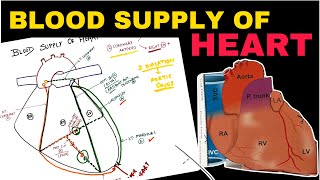 Blood Supply of Heart  Coronary Circulation  Easy Concepts  Thorax Anatomy [upl. by Nahgeam]