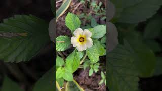 Turnera subulata flower  home gardening [upl. by Ellingston]