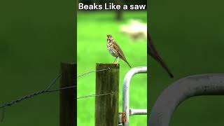 “Thrush Thrills Fun and Quirky Facts About Thrushes” shorts theearthnetwork [upl. by Sitruc]