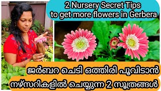 2 Secret Tips for More Flowering in Gerbera  ജർബറ ചെടി ഒത്തിരി പൂവിടാൻ 2 ടിപ്സ് [upl. by Santos]