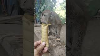 GUSTO MO MOMOI monkey lynbrebs minivlog provincelife [upl. by Gauntlett756]