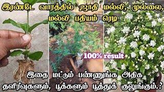 15 நாளில் ஜாதி மல்லி  முல்லை மல்லி பதியம் ரெடி  Jasmine Plant Cutting  Jasmine Growing tips [upl. by Dannel]