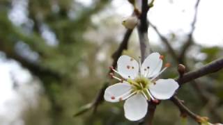 Hawthorn  Crataegus monogyna  Snæþyrnir  Blómstrandi runni  Garðagróður [upl. by Madaras]