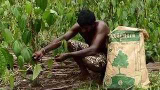 Biogenic Green technology for organic Bulath BETEL Farming Sri lanka Mr upali piyadigamas farm [upl. by Mctyre]