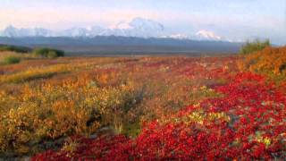 Visit Denali National Park on an Alaska Cruisetour with Holland America [upl. by Hanny]