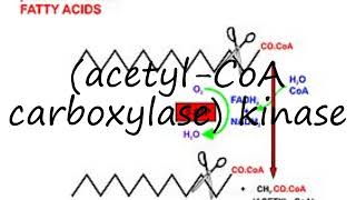 How to pronounce acetylCoA carboxylase kinase [upl. by Ahsiek531]