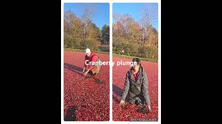 Cranberry plunge harvesting [upl. by Peugia]