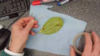 Calculating the number of stomata on a leaf [upl. by Addiego339]