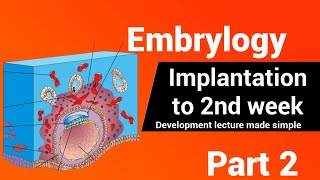 Embryology  The bilaminar embryonic disc  2nd Week development AnatomyHub [upl. by Artima]