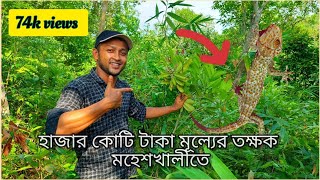 মহেশখালীতে খুঁজে পাওয়া কোটি টাকার তক্ষক  Tokkhok animal 2022 [upl. by Bettzel]