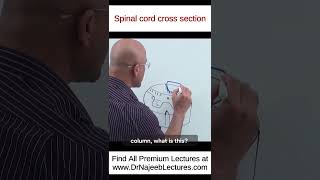 Spinal Cord Cross Section drnajeeb drnajeeblectures shortvideo youtubeshorts [upl. by Arym]