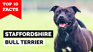 Staffordshire Bull Terrier  Top 10 Facts Staffy [upl. by Meeharbi]