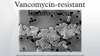 Vancomycinresistant Enterococcus [upl. by Eicul]