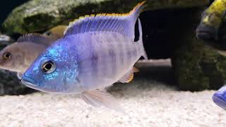 Placidochromis sp quotBlue Otterquot Cichlid  Lake Malawi [upl. by Kataway31]