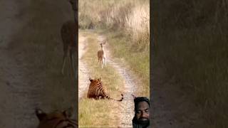 Tiger attack FawmDeer cubs please subscribe my channel cats animals tiger viralranthambore [upl. by Call]