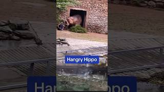 Hippo Charges Keeper in a Zoo [upl. by Goltz]