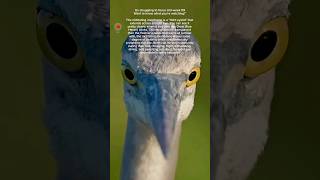 The nictitating membrane is aquotthird eyelidquot that extends across a birds eyebirds shorts explore [upl. by Macfadyn]