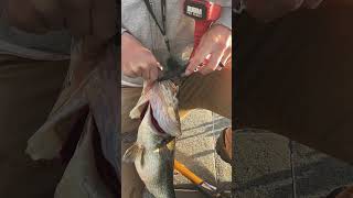 How much does it weight fishing bassfishing shorts [upl. by Ajroj11]