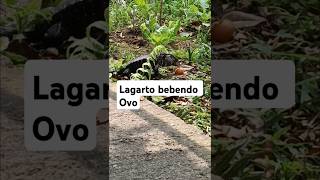 Lagarto veio beber ovo lagarto nature discovery teu youtubeshort [upl. by Magan680]