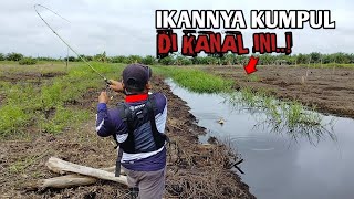 ALHAMDULILLAH NEMU SPOT BARU  GAK SIASIA LAMA BANJIR SAAT SURUT IKANNYA KUMPUL DI KANAL SEMUA [upl. by Jorge]