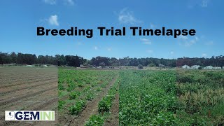 Timelapse of Bean and Cowpea Breeding Trial in Davis CA  Emergence to Harvest [upl. by Yatnod]