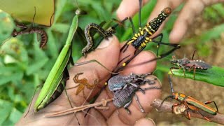 lots of biting insects‼️catch green giant mantis golden orb spider longhorn beetle assassin bug [upl. by Bessie]