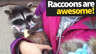 Funny Raccoon Compilation 2019  Hilarious Raccoons [upl. by Philine411]