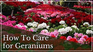 Geranium Care Tips  How to Care for Geraniums  How to Grow Geraniums  Annuals for Full Sun [upl. by Ecirad]