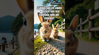 ¡Descubre la Isla de los Conejos en Japón 🐇 animales conejos okunoshima curiosidades [upl. by Main]